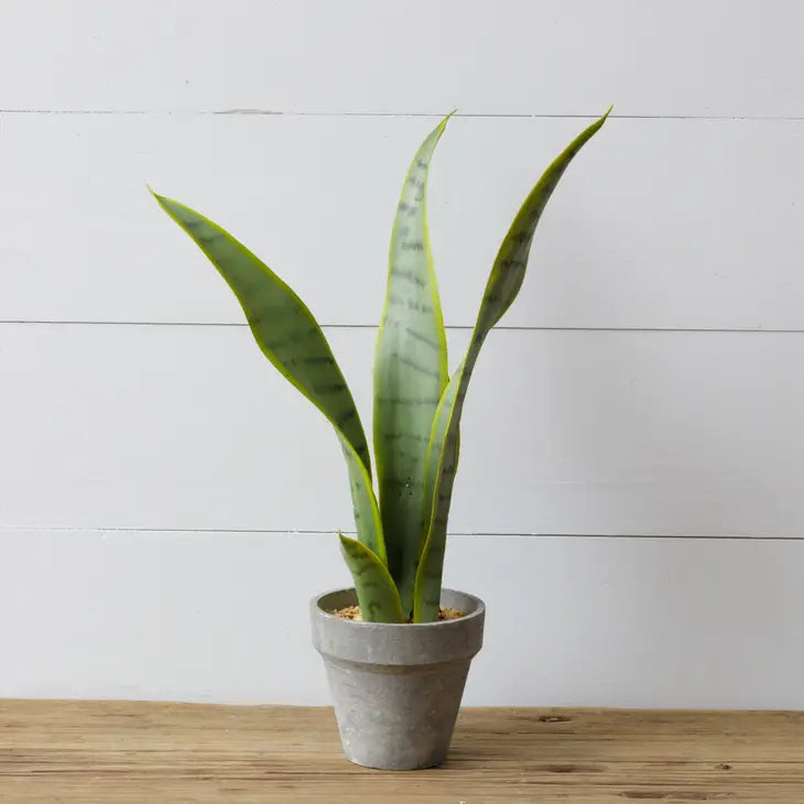 Potted Sansevieria