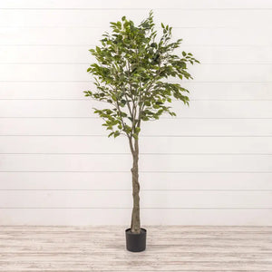 6' Ficus Tree in Black Pot