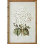White Hydrangea Framed Art