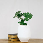 Kourt White Terracotta Vase