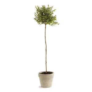 Thyme Topiary 16"