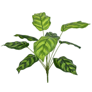 16" Dracaena Plant